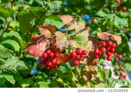 Viburnum red berries fruits on a branch. 122826836