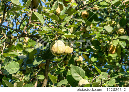Quince fruit on a tree. Branch with leaves. 122826842