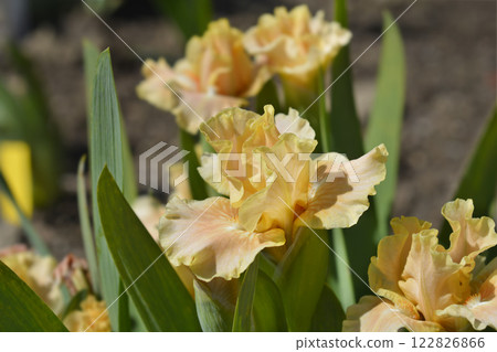 Standard Dwarf Bearded Iris Ballet Lesson 122826866