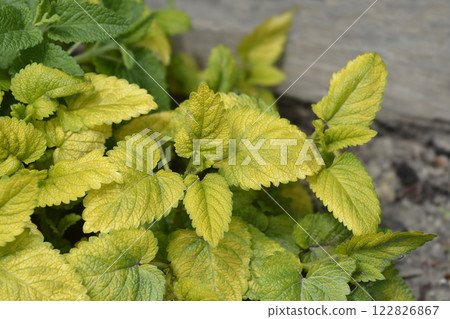 Yellow-leaved lemon balm Yellow-leaved lemon balm 122826867