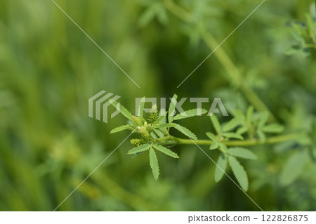 Yellow sweet clover Yellow sweet clover 122826875