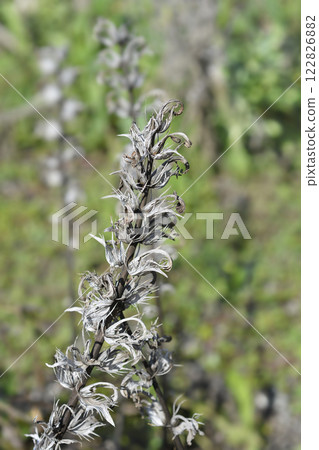 Balkan bears breeches 122826882