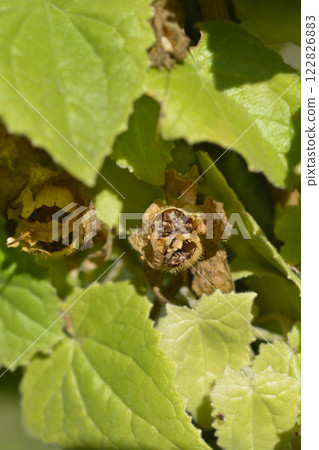 Creeping Gloxinia Creeping Gloxinia 122826883