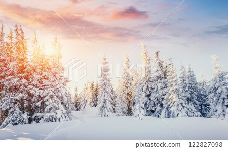 Mysterious winter landscape majestic mountains in winter. Magical winter snow covered tree. Dramatic scene. Carpathian. Ukraine 122827098