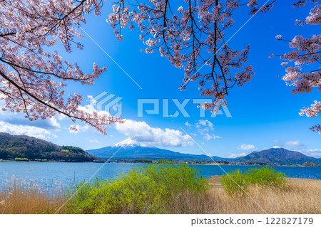 [Cherry Blossoms and Mt. Fuji] Mt. Fuji seen from the north shore of Lake Kawaguchi with cherry blossoms in full bloom [Yamanashi Prefecture] 122827179