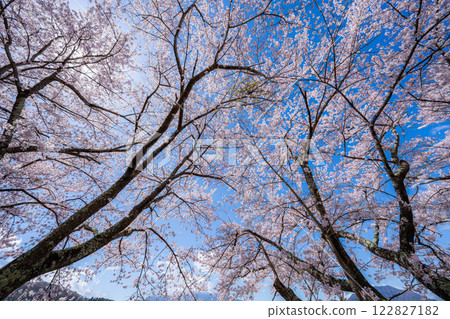 [Cherry Blossoms and Mt. Fuji] Mt. Fuji seen from the north shore of Lake Kawaguchi with cherry blossoms in full bloom [Yamanashi Prefecture] 122827182