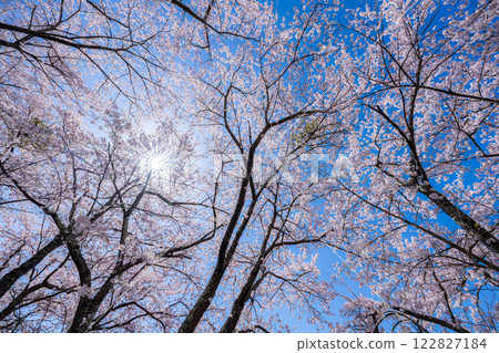 [櫻花與富士山] 從河口湖北岸看到的富士山，櫻花盛開[山梨縣] 122827184