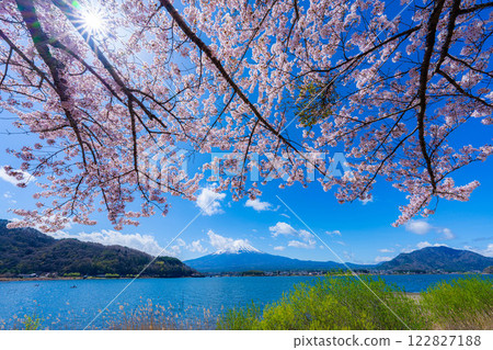 [Cherry Blossoms and Mt. Fuji] Mt. Fuji seen from the north shore of Lake Kawaguchi with cherry blossoms in full bloom [Yamanashi Prefecture] 122827188