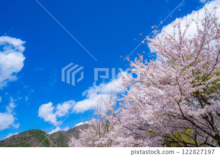 [Cherry Blossoms and Mt. Fuji] Mt. Fuji seen from the north shore of Lake Kawaguchi with cherry blossoms in full bloom [Yamanashi Prefecture] 122827197