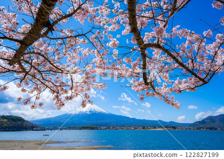 [櫻花與富士山] 從河口湖北岸看到的富士山，櫻花盛開[山梨縣] 122827199