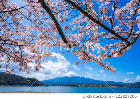 [櫻花與富士山] 從河口湖北岸看到的富士山，櫻花盛開[山梨縣] 122827200