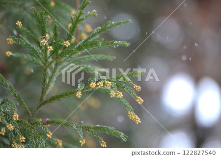 Cedar male flowers 122827540