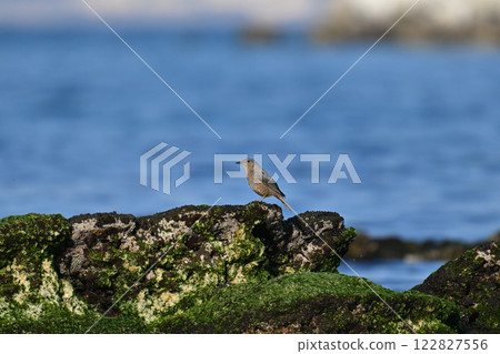 Rock Thrush searching for food 122827556