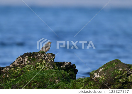 Rock Thrush searching for food 122827557