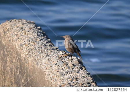 尋找食物的黃腹鵯 尋找食物的黃腹鵯 122827564