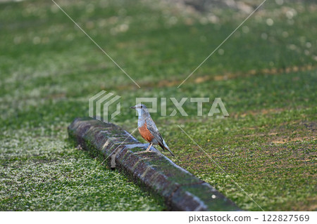 尋找食物的黃腹鵯 尋找食物的黃腹鵯 122827569