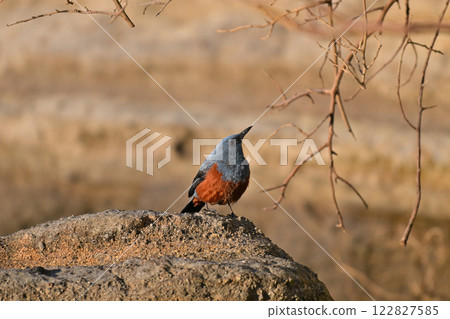 尋找食物的黃腹鵯 尋找食物的黃腹鵯 122827585