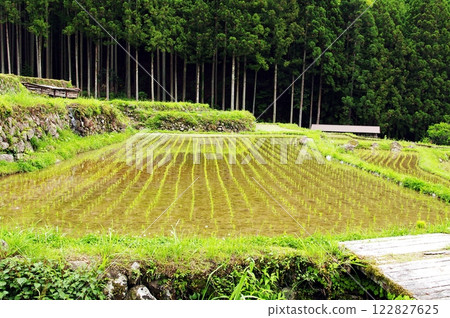 Lined rice 122827625