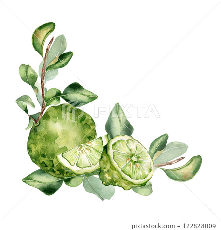 Bergamot tree branch and citrus fruits watercolor corner illustration isolated background. Fresh summer drawing with sliced citrus lime, leaves for packaging, label aroma product. Foliage fruits frame 122828009