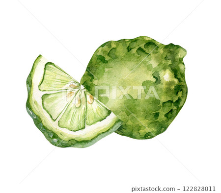 Slice bergamot and whole fruit watercolor illustration isolated on white. Ripe green citrus hand drawn sketch. Lime kaffir in botanical style painted. Fragrant fruits for design packaging, label. Slice bergamot and whole fruit watercolor illustration isolated on white. Ripe green citrus hand drawn sketch. Lime kaffir in botanical style painted. Fragrant fruits for design packaging, label. 122828011