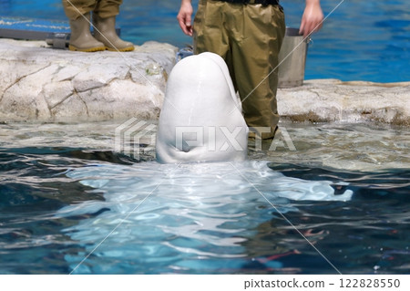 Beluga whale, hole on top of head Beluga whale, hole on top of head 122828550
