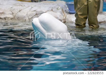Beluga Silky Dolphin Beluga Silky Dolphin 122828553