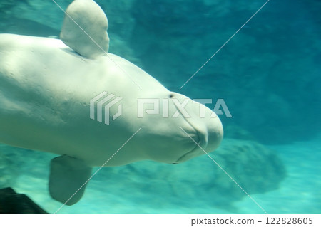 Beluga Silky Dolphin Beluga Silky Dolphin 122828605