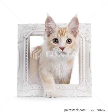 Maine Coon cat kitten on white background 122828667