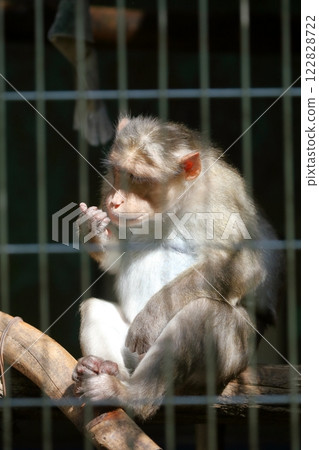 日本獼猴 122828722
