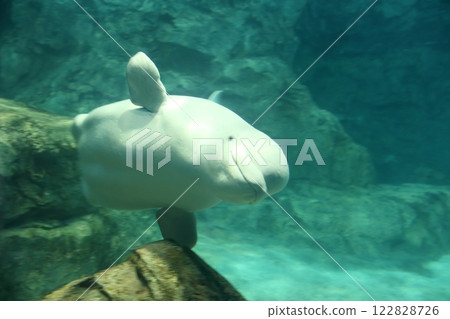 Beluga Silky Dolphin Beluga Silky Dolphin 122828726