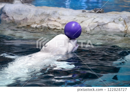 Beluga whale, white whale, ball on head performance 122828727