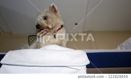 Dog enjoys a train journey from a cozy seat while looking out the window at the passing scenery 122828850