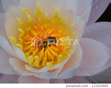 一隻蜜蜂正在睡蓮中吸食花蜜 122829005