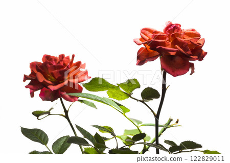 Decorative rose closeup 122829011