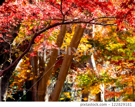 Brightly colored autumn leaves shining on a clear autumn day 122829181