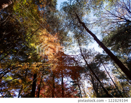 Brightly colored autumn leaves shining on a clear autumn day 122829194