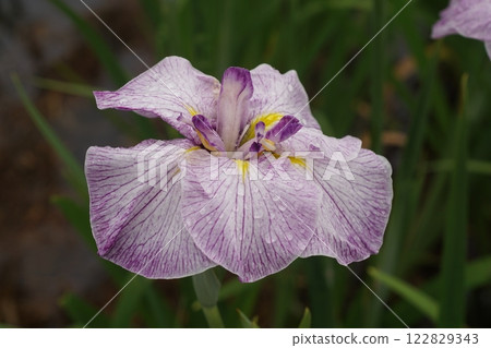The irises are blooming beautifully 122829343