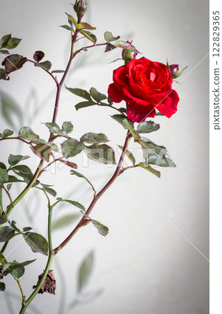 Red rose as the interior 122829365
