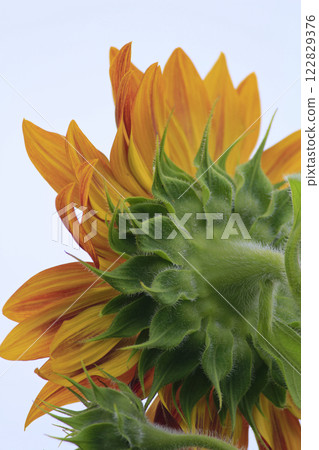紅磨坊花 122829376