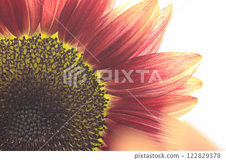 Moulin Rouge Flowers 122829378