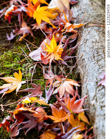 Fallen autumn maple leaves on fresh moss Fallen autumn maple leaves on fresh moss 122829459