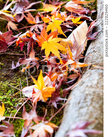 新鮮苔蘚上落下的秋楓葉 122829460