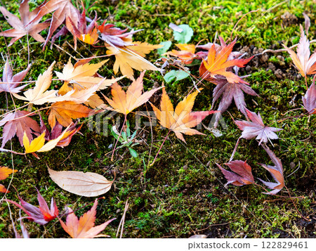 新鮮苔蘚上落下的秋楓葉 122829461