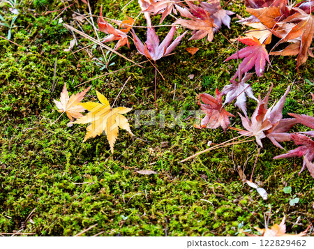 新鮮苔蘚上落下的秋楓葉 122829462