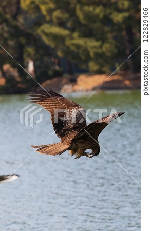 Black kite eating food 122829466