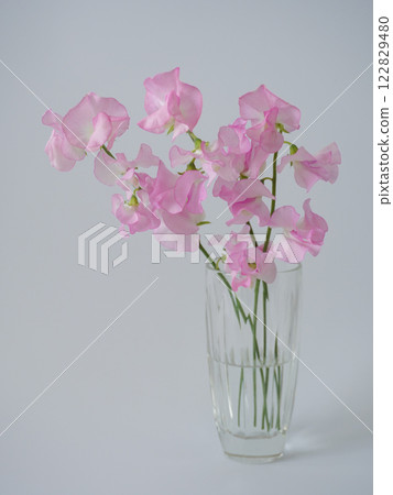 Pink sweet pea flowers on a white background 122829480