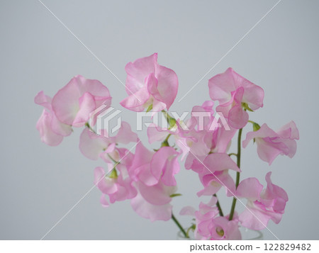 Pink sweet pea flowers on a white background 122829482