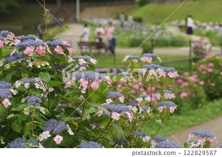 Hydrangea flowers are blooming beautifully. Hydrangea flowers are blooming beautifully. 122829587