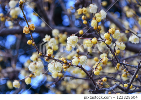 蠟梅（蠟梅） 122829604