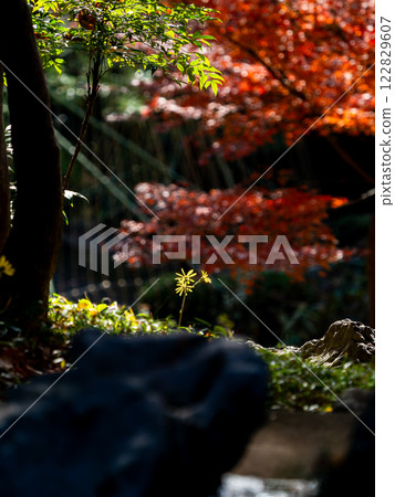 A Japanese butterbur blooms quietly in the sunlight filtering through the trees against a backdrop of vibrant autumn foliage. 122829607